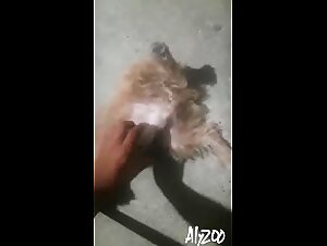 Adolescente cachonda de 18 anos 2 - Sexo con perro