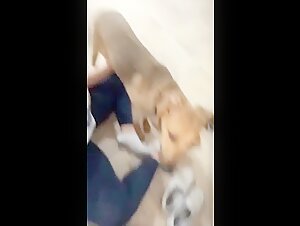 Adolescente e cane: un video scioccante di zoofilia