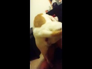 Zoophilia video a friend s first experience with a dog 