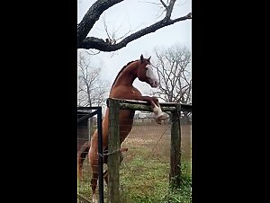 Erupcion sexual animal: ereccion extrema del caballo