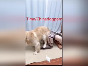 Chinesa Amateur, extremes Tiervergnugen