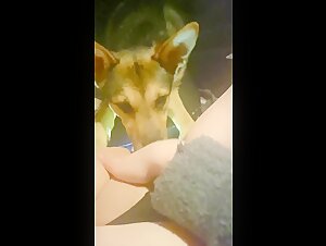 Vidéo de sexe avec chien - Fille irlandaise et chien dans une voiture