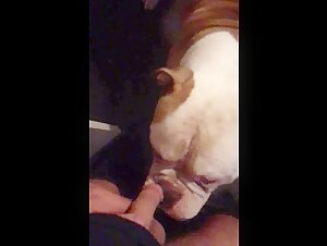 Frecher Hund im Bestialitatsvideo