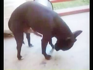 Video de Sexo con Perro: Mira a esta Putita Pirocudo