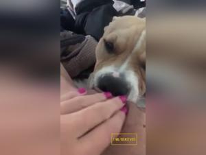 Orgia bestiale: cane leccata, sottomissione selvaggia