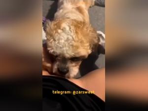 Licking Fever: Chien insatiable sur une chatte débordante