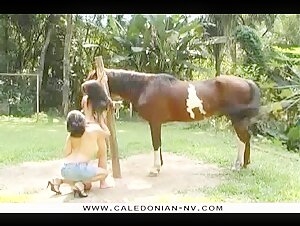 Découvrez notre contenu bestialité avec des chevaux