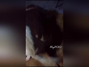 Zoophile asiatico: fantasia canina incontrollabile
