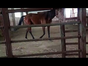 Video di zoofilia estrema di Masha Horse dal Team Russia