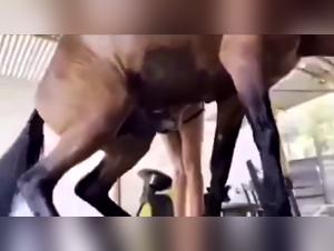 Orgasmo selvaggio: adolescente e regno del cavallo