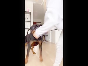 Passionate fight with a rottweiler