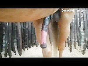 Zoophilia video with a horse