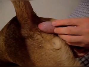 Bestiale ebats: hundafikn