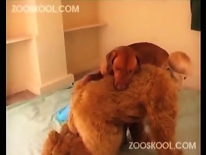 Summer In Summer Madness - Zooskool: A collection of intense bestiality videos