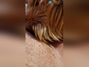 Delicias animales: presentacion canina sin reservas