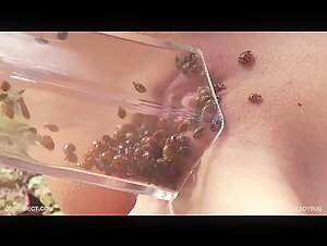 Coccinella: un incontro insolito in video