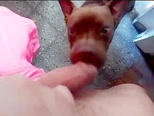 Blowjob with a dog in an extreme zoophilia video