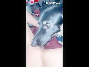 Zoophilia video: submissive dog and dominant woman