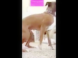 Dog sex video: a woman and her pet