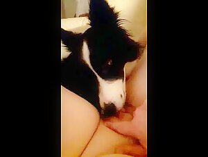 Freche Frauen und Hunde: schockierende Sexvideos mit Bestialitat