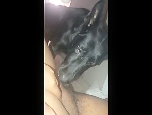 Bestiality sex video with a naughty dog