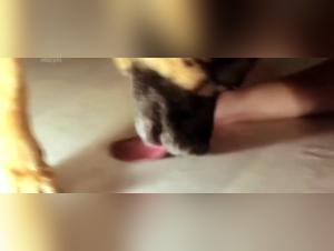 Feministiska orgier: hund vs slappte hora