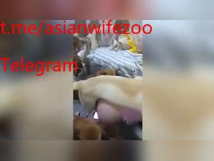 Wildes Verlangen: Chinesisch, Hund, extremer Sex