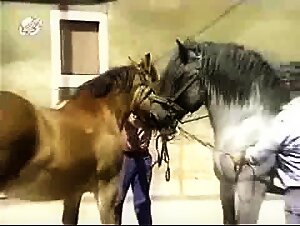 Bestialidad con Caballo: Videos Prohibidos