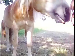 Rencontre bestiale: femme et cheval