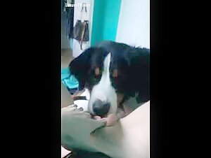 Bestiality sex video with a naughty dog