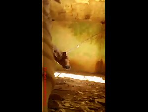 Extreme Zoophilia: A Slut and Her Dog in an Abandoned House