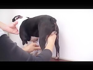 Recoleccion de esperma de perro por una mujer con poca ropa