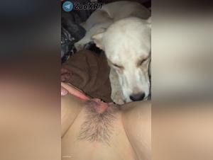Ptite leck ihren feurigen Hund