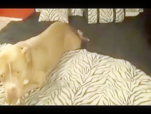 Video de Sexo con un Perro: Rim tha Doggy