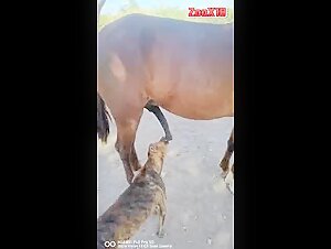 Video di bestialita: cavalli e cani