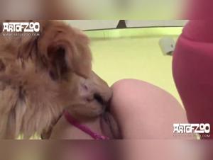 Chienne à Quatre Pattes, Délices de Monica Cool