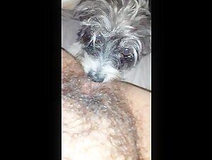 Dog sex video: dog licks hairy pussy