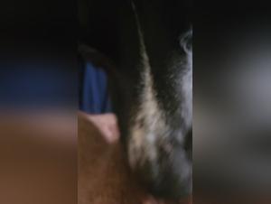 Rexation Animalities: placeres febriles